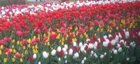 Keukenhof