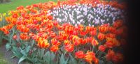 Keukenhof
