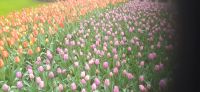 Keukenhof