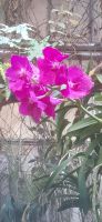 Orchideen Hoeve