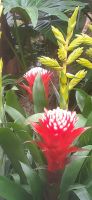 Orchideen Hoeve