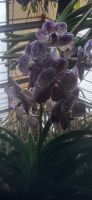 Orchideen Hoeve