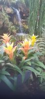 Orchideen Hoeve