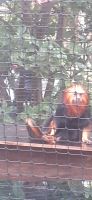 Orchideen Hoeve