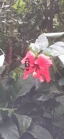 Orchideen Hoeve