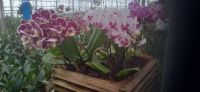 Pantropica
