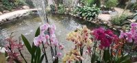 Pantropica