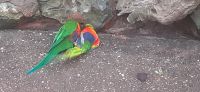 Pantropica