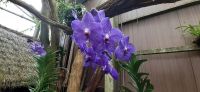 Pantropica