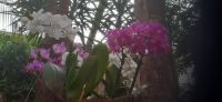 Pantropica