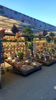 Schwimmender Blumenmarkt in Amsterdam