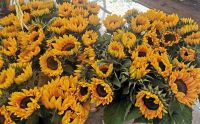 Sonnenblumen im Jordaan Viertel