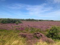 Texel