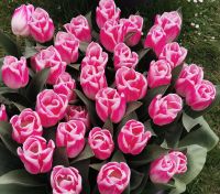 Tulpen in Amsterdam
