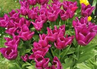 Tulpen in Amsterdam