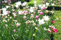 Tulpen