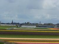 Tulpenfelder