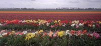 Tulpenfelder