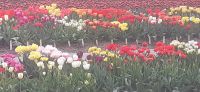 Tulpenfelder
