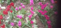 Tulpenfelder