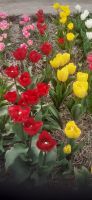 Tulpenfelder