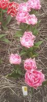 Tulpenfelder