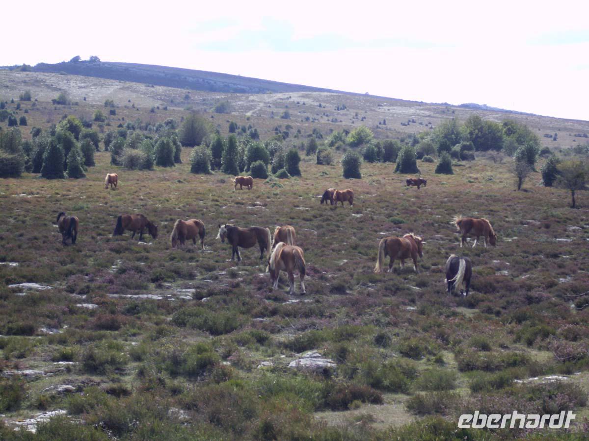 Pferde am Monte Santiago