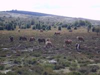 Pferde am Monte Santiago