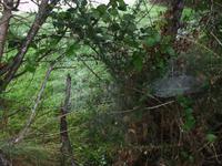 Tau auf Spinnenweben bei Cacello de Abadin