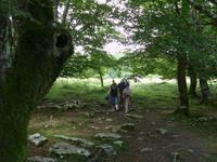 Durch den hayego (Buchenwald) des Parque Nacional Monte Santiago