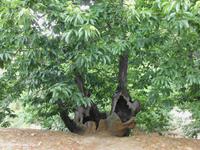 Die alten Kastanien (Esskastanien) in den Minen von Las Médulas sind ganz aufgerissen