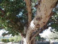 Olivenbaum vor dem Kloster Ayia Napa