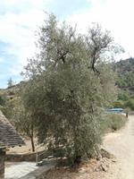 Olivenbaum bei der Scheundachkirche Asinou