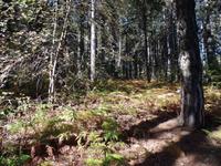 Persefoni Wanderweg im Trodosgebirge
