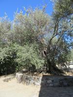 400 Jahre alter Olivenbaum