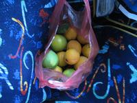 Ausbeute vom Orangenklauen