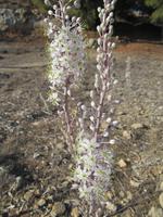 Besichtigung der Königsgräber in Paphos (2)