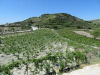 Weinberge in Omodos