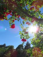 Haus der Rosen in Agros