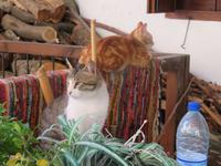 Morgendliche Idylle in Kakopetria