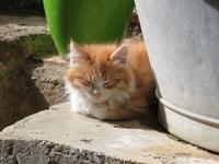 Idylle in Kakopetria