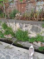 Idylle in Kakopetria