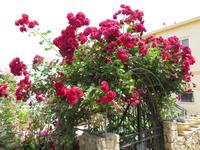 an der Abtei Bellapais