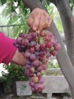 Weintrauben