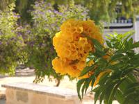 Johanniter Burg Kolossi