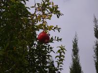 Weihnachtskugel oder Granatapfel ?