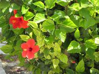 Blumen auf der Johanniter-Burg