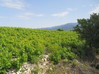 Auf dem Weg zum Weingut Gerolemos