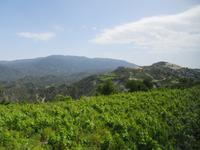 Auf dem Weg zum Weingut Gerolemos