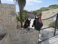 Esel am Weingut Gerolemos